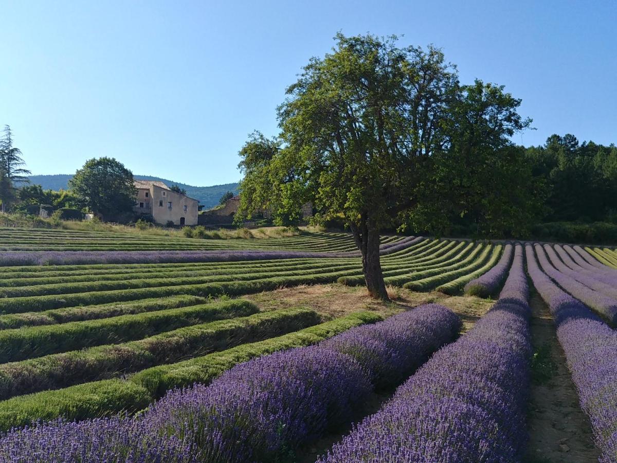 Le Mas Des Lavandes Sault-de-Vaucluse Exterior foto